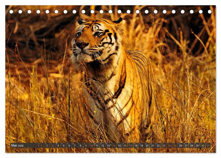 Produktbild: Tiere Indiens close up (Tischkalender 2026 DIN A5 quer), CALVENDO Monatskalender