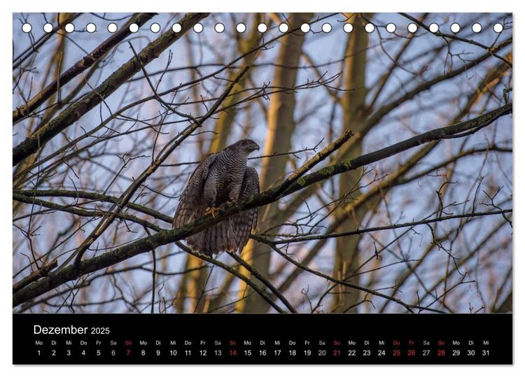 Falknerei Der Habicht (Tischkalender 2025 DIN A5 quer), CALVENDO Monatskalender