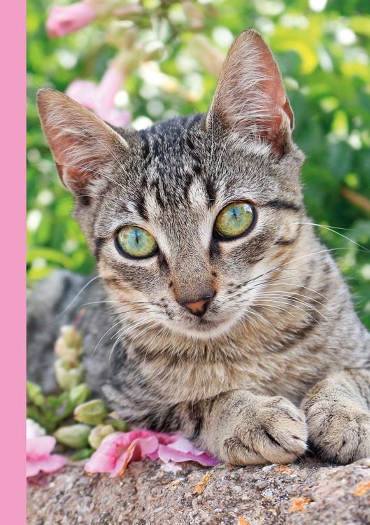 Produktbild: Katzen Kalenderpaket 2027