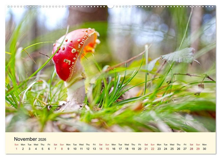 Produktbild: Whispers Beneath the Forest's Moss Mushrooms (Wall Calendar 2026 DIN A2 landscape), CALVENDO 12 Month Wall Calendar