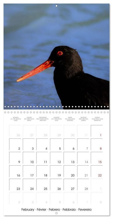 Produktbild: Rencontres animali&egrave;res (Calendrier mural carr&eacute; 2026 30x30 cm) Calendrier double avec une page pour vos prises de notes