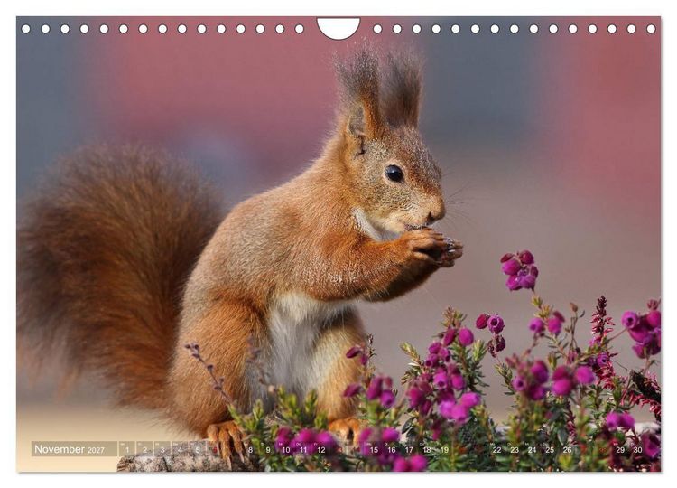 Produktbild: Eichh&ouml;rnchen Momentaufnahmen f&uuml;rs Herz (Wandkalender 2027 DIN A4 quer), CALVENDO Monatskalender