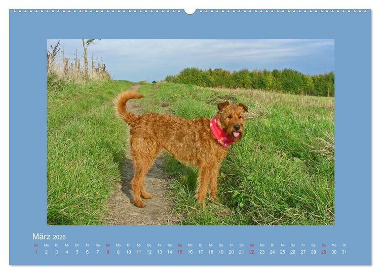 Produktbild: Kelly, der Irish Terrier - innen und au&szlig;en aus Gold (Wandkalender 2026 DIN A2 quer), CALVENDO Monatskalender