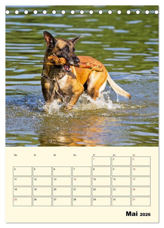 Produktbild: Familienplaner Tausendsassa Malinois (Tischkalender 2026 DIN A5 hoch), CALVENDO Monatskalender