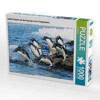 Produktbild: CALVENDO Puzzle Adelie Pinguine auf dem Sprung zu den Fischgr&uuml;nden. 1000 Teile Lege-Gr&ouml;&szlig;e 64 x 48 cm Foto-Puzzle Bild von CALVENDO