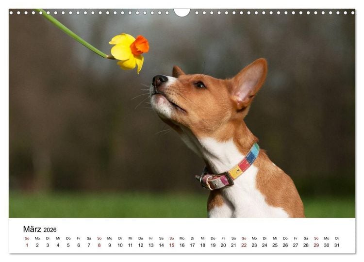 Produktbild: S&uuml;&szlig;e Basenji-Kinder (Wandkalender 2026 DIN A3 quer), CALVENDO Monatskalender