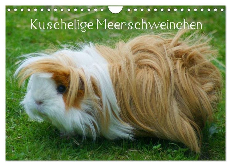 Produktbild: Kuschelige Meerschweinchen (Wandkalender 2026 DIN A4 quer), CALVENDO Monatskalender