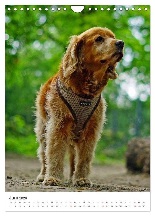 Produktbild: Hundefreunde (Wandkalender 2026 DIN A4 hoch), CALVENDO Monatskalender