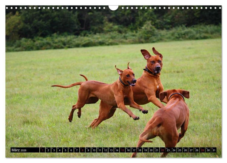 Produktbild: Rhodesian Ridgeback - Schnappsch&uuml;sse - (Wandkalender 2026 DIN A3 quer), CALVENDO Monatskalender