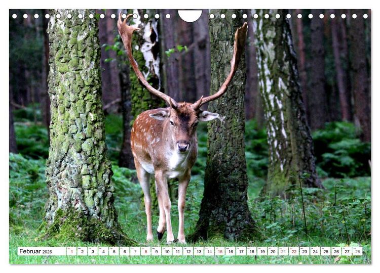 Produktbild: Der Damhirsch - Der Schaufeltr&auml;ger des Waldes (Wandkalender 2026 DIN A4 quer), CALVENDO Monatskalender