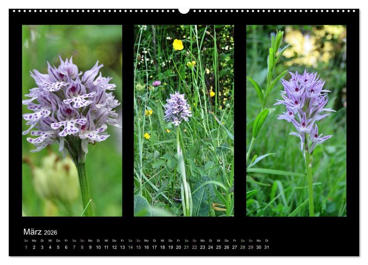 Produktbild: Heimische Orchideen im Dreierpack (Wandkalender 2026 DIN A2 quer), CALVENDO Monatskalender
