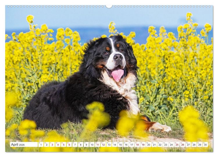 Produktbild: Berner Sennenhund - Ein Freund auf vier Pfoten (hochwertiger Premium Wandkalender 2026 DIN A2 quer), Kunstdruck in Hochglanz