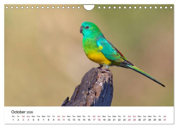 Produktbild: Australian Parrots (Wall Calendar 2026 DIN A4 landscape), CALVENDO 12 Month Wall Calendar