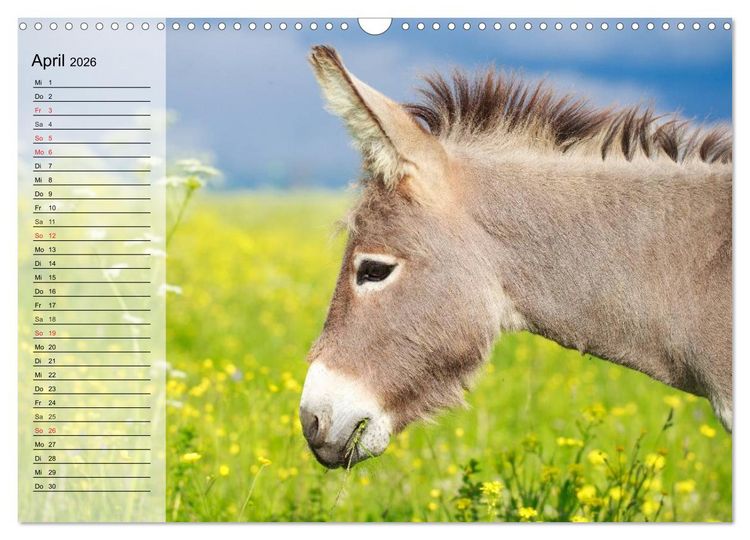 Produktbild: Esel. H&uuml;bsch, klug und flei&szlig;ig (Wandkalender 2026 DIN A3 quer), CALVENDO Monatskalender