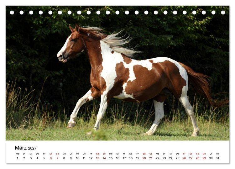 Produktbild: Pferde - im Galopp durch's Jahr 2027 (Tischkalender 2027 DIN A5 quer), CALVENDO Monatskalender