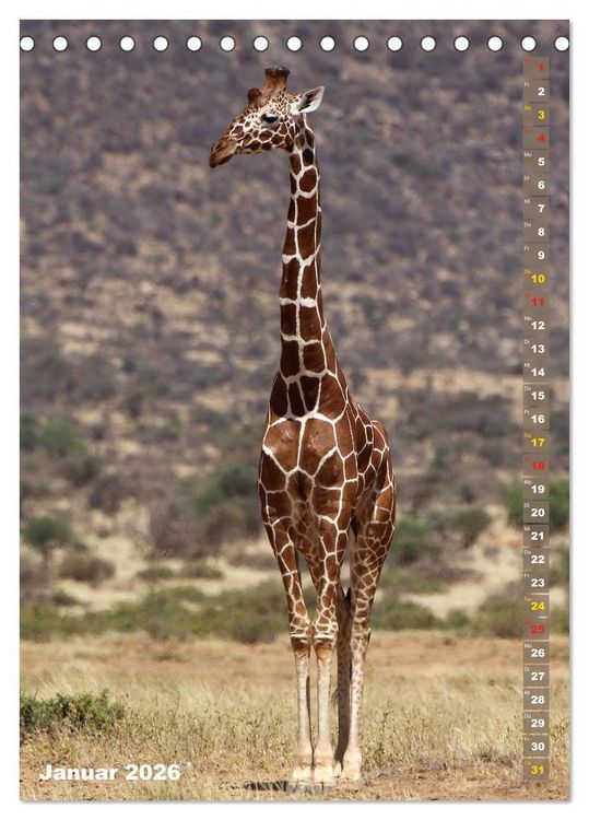 Produktbild: Giraffen - Anmut und Sanftheit (Tischkalender 2026 DIN A5 hoch), CALVENDO Monatskalender