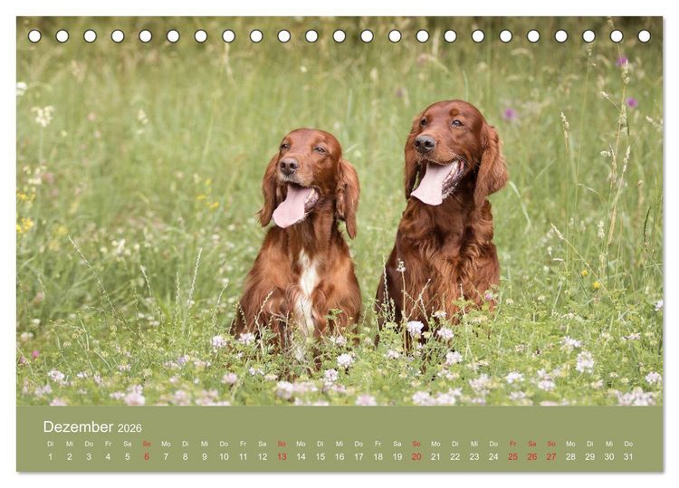 Produktbild: Setter - Geliebter Freund und Jagdkamerad (Tischkalender 2026 DIN A5 quer), CALVENDO Monatskalender