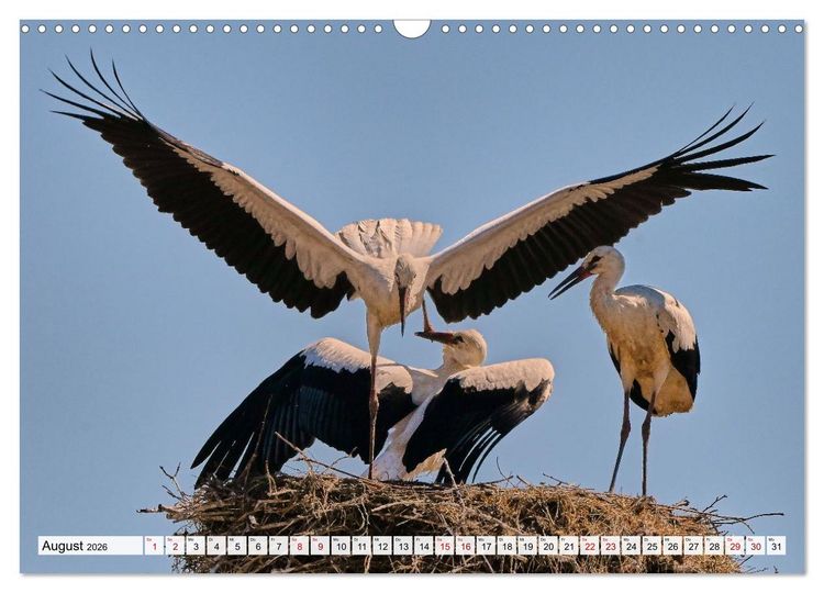Produktbild: Eine Saison mit Familie Storch (Wandkalender 2026 DIN A3 quer), CALVENDO Monatskalender