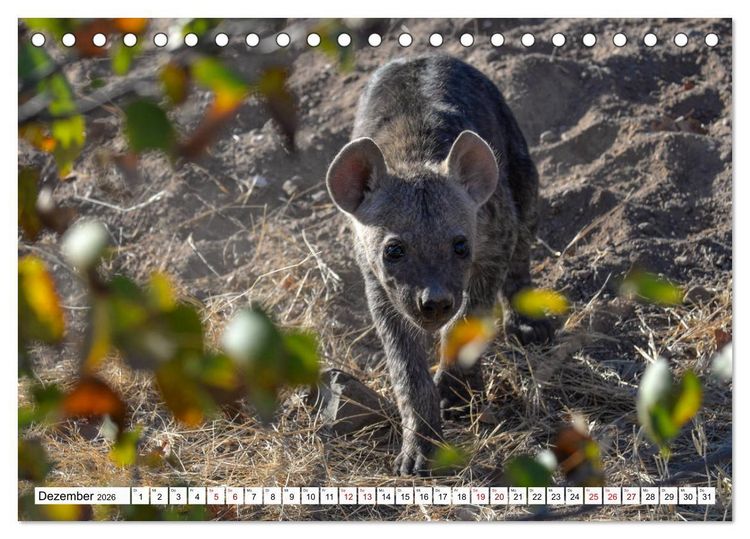 Produktbild: Hy&auml;nen - gro&szlig; und klein (Tischkalender 2026 DIN A5 quer), CALVENDO Monatskalender