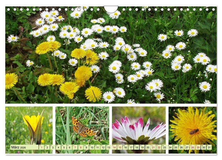 Produktbild: Bl&uuml;tenmeer am Wegesrand (Wandkalender 2026 DIN A4 quer), CALVENDO Monatskalender