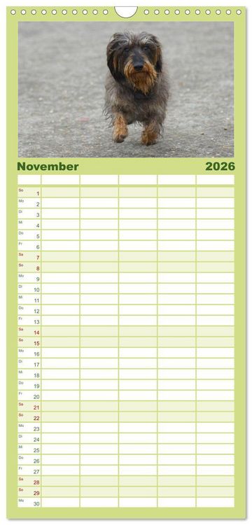 Produktbild: Familienplaner 2026 - Der Zwergrauhaardackel - Eigensinnig und Liebenswert mit 5 Spalten (Wandkalender, 21 x 45 cm) CALVENDO