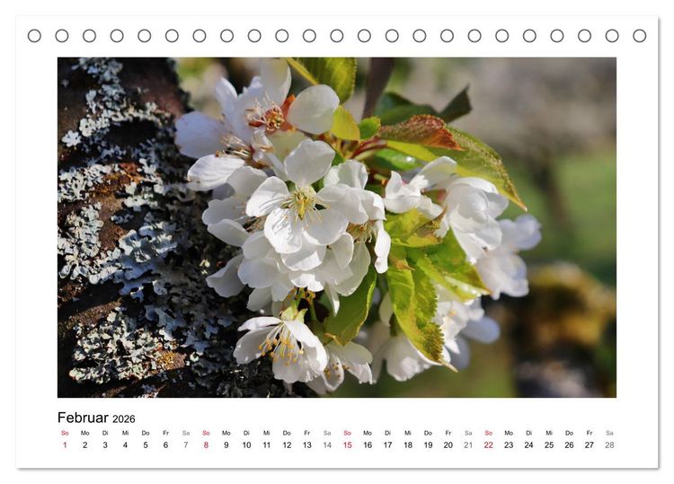 Produktbild: Kirschbl&uuml;te rund um Witzenhausen (Tischkalender 2026 DIN A5 quer), CALVENDO Monatskalender