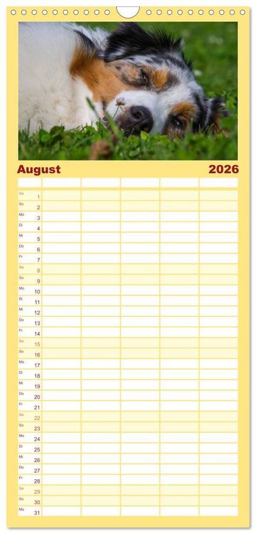 Produktbild: Familienplaner 2026 - Bekannt wie ein bunter Hund. Australian Shepherd mit 5 Spalten (Wandkalender, 21 x 45 cm) CALVENDO