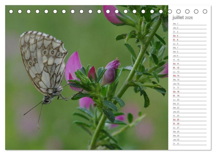 Produktbild: Dans le jardin des papillons (Calendrier de bureau 2026 DIN A5 vertical), CALVENDO calendrier mensuel