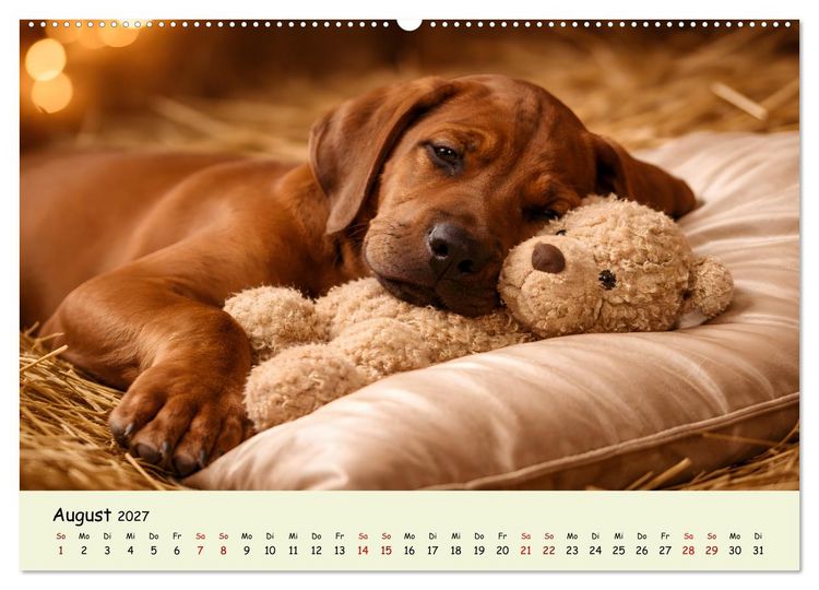 Produktbild: Rhodesian Ridgeback - Welpenzauber (Wandkalender 2027 DIN A2 quer), CALVENDO Monatskalender