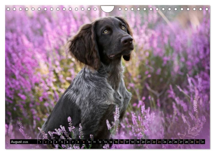Produktbild: Faszination Jagdhund - Deutsch Langhaar (Wandkalender 2026 DIN A4 quer), CALVENDO Monatskalender