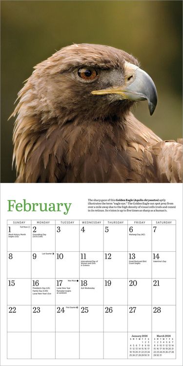Produktbild: Audubon Eagles Mini Wall Calendar 2026