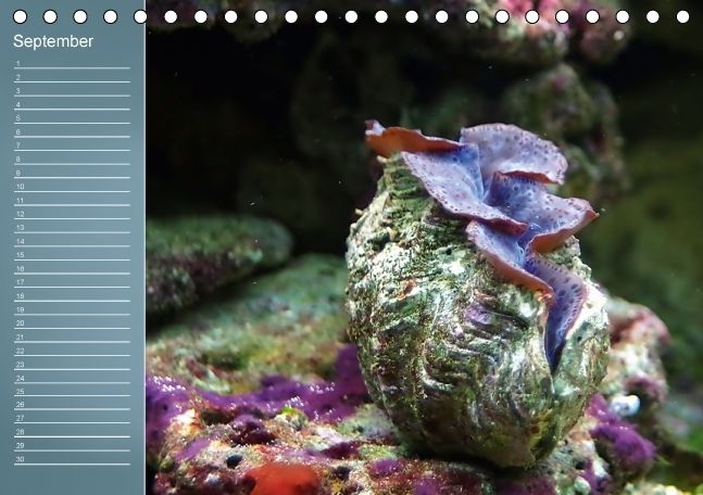 Produktbild: Bunte Riffbewohner - Fische, Anemonen und noch viel mehr (Tischkalender immerw&auml;hrend DIN A5 quer)