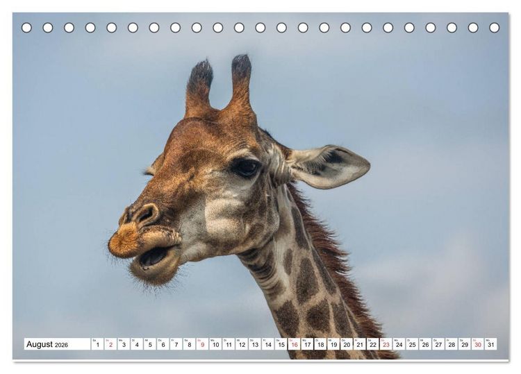 Produktbild: Wunderwelt der Tiere - S&uuml;dafrika (Tischkalender 2026 DIN A5 quer), CALVENDO Monatskalender