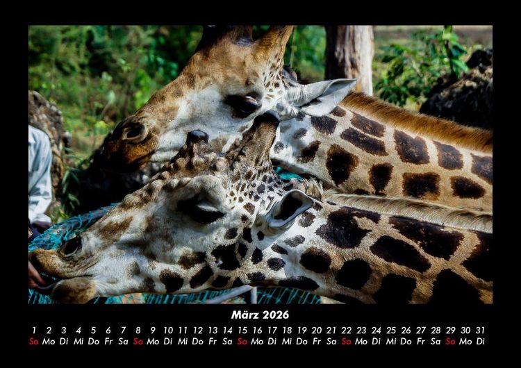 Produktbild: Giraffen 2026 Fotokalender DIN A3