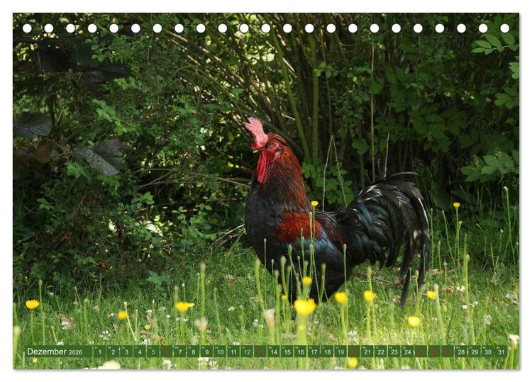 Produktbild: Hannoversches Wendland Vertr&auml;umtes Landleben (Tischkalender 2026 DIN A5 quer), CALVENDO Monatskalender