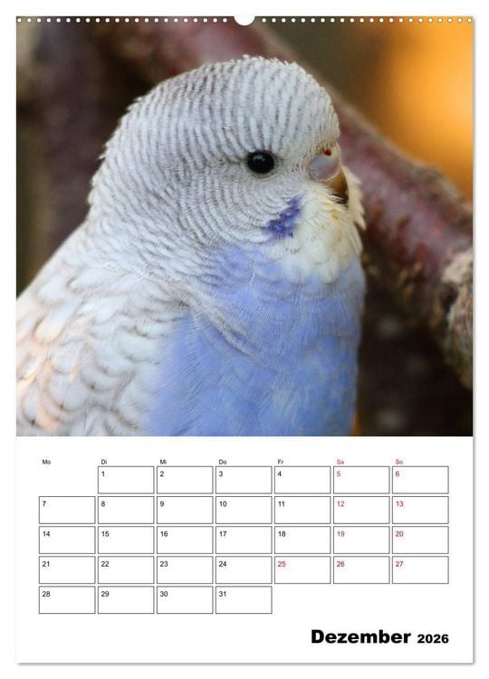 Produktbild: Der Wellensittich - mein bester Freund (Wandkalender 2026 DIN A2 hoch), CALVENDO Monatskalender