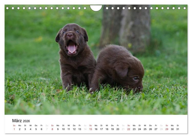 Produktbild: Labrador Welpen (Wandkalender 2026 DIN A4 quer), CALVENDO Monatskalender