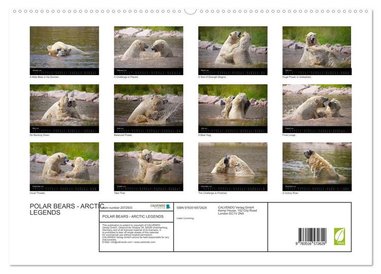Produktbild: POLAR BEARS - ARCTIC LEGENDS (High Quality Premium Wall Calendar 2026 DIN A2 landscape),CALVENDO 12 Month Wall Calendar