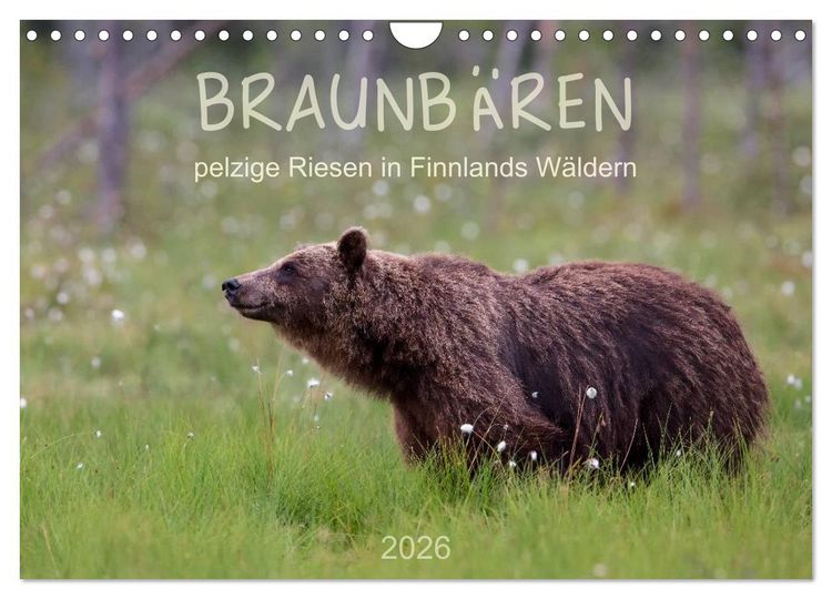 Produktbild: Braunb&auml;ren - pelzige Riesen in Finnlands W&auml;ldern (Wandkalender 2026 DIN A4 quer), CALVENDO Monatskalender
