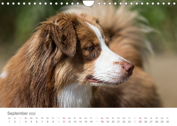 Produktbild: Australian Shepherd 2022 (Wandkalender 2022 DIN A4 quer)