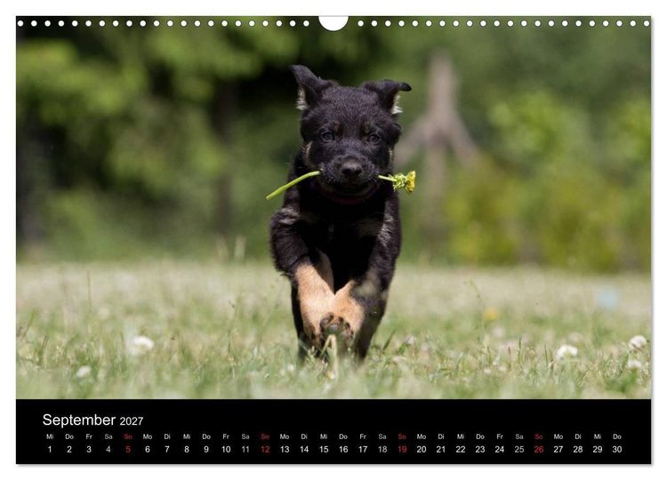 Produktbild: Hundewelpen (Wandkalender 2027 DIN A3 quer), CALVENDO Monatskalender