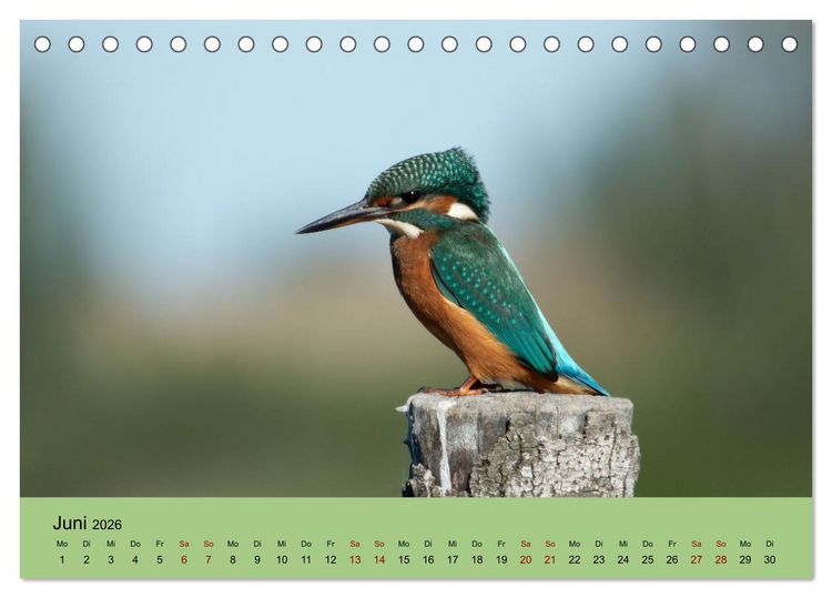 Produktbild: Flamingo und Co - Faszinierende Vogelwelt S&uuml;dfrankreichs (Tischkalender 2026 DIN A5 quer), CALVENDO Monatskalender