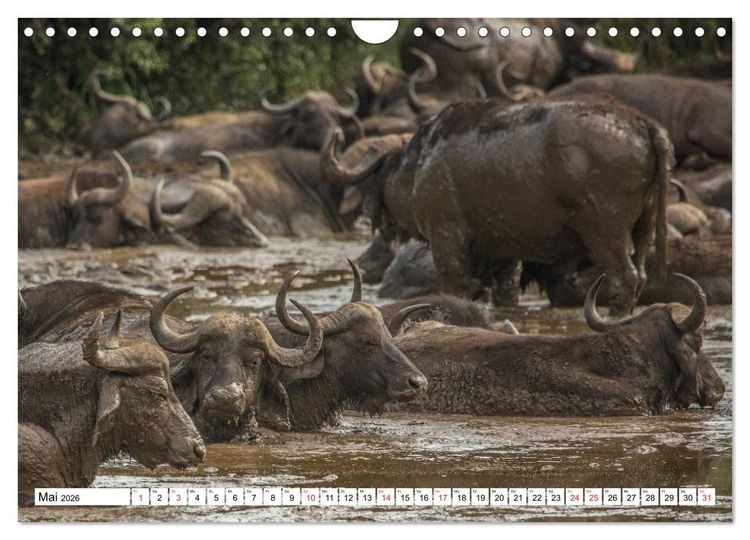 Produktbild: Wunderwelt der Tiere - S&uuml;dafrika (Wandkalender 2026 DIN A4 quer), CALVENDO Monatskalender