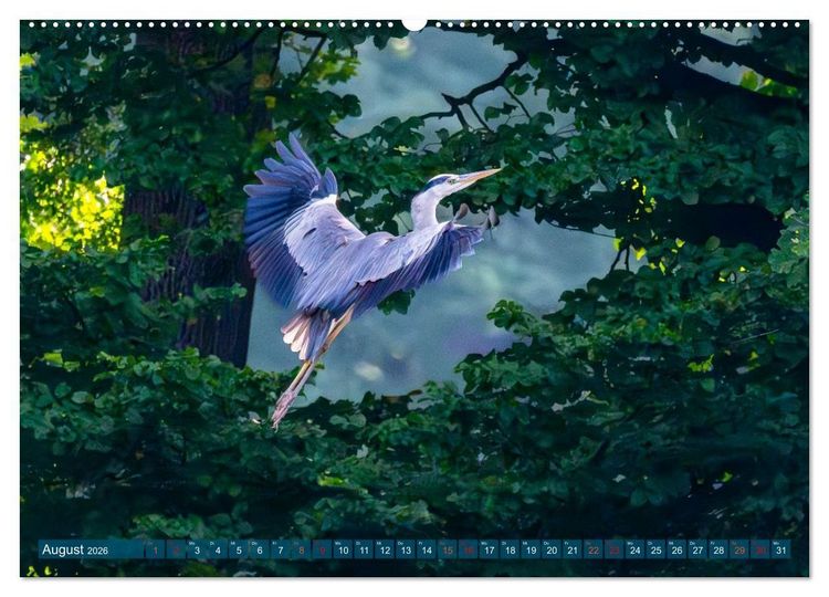 Produktbild: Kanadareiher und Graureiher (Wandkalender 2026 DIN A2 quer), CALVENDO Monatskalender