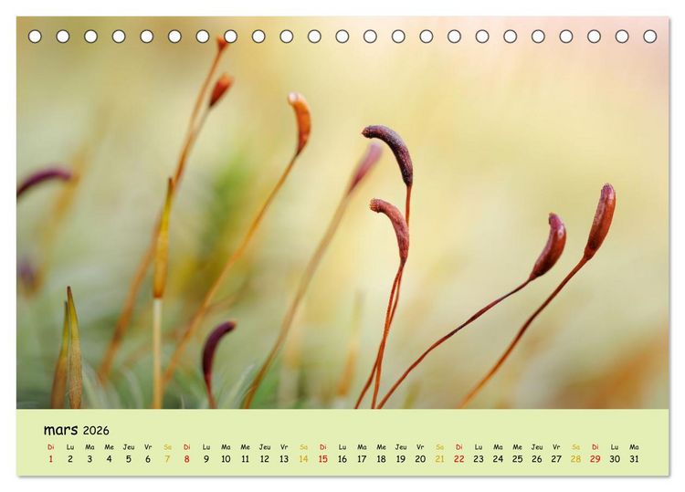 Produktbild: Le monde majestueux des mousses (Calendrier de bureau 2026 DIN A5 vertical), CALVENDO calendrier mensuel