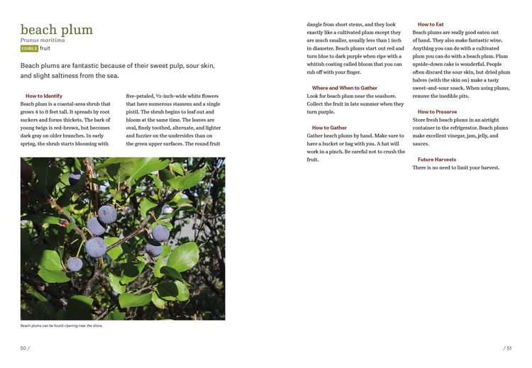Produktbild: Southeast Foraging