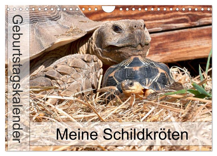 Produktbild: Meine Schildkr&ouml;ten - Geburtstagskalender (Wandkalender 2026 DIN A4 quer), CALVENDO Monatskalender