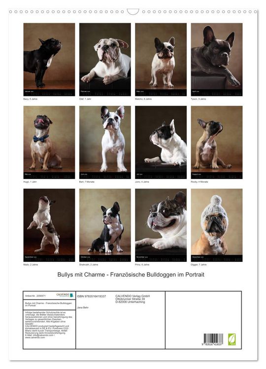 Produktbild: Bullys mit Charme - Franz&ouml;sische Bulldoggen im Portrait (Wandkalender 2026 DIN A2 hoch), CALVENDO Monatskalender