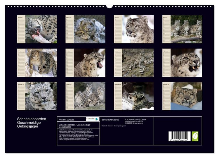 Produktbild: Schneeleoparden. Geschmeidige Gebirgsj&auml;ger (hochwertiger Premium Wandkalender 2026 DIN A2 quer), Kunstdruck in Hochglanz