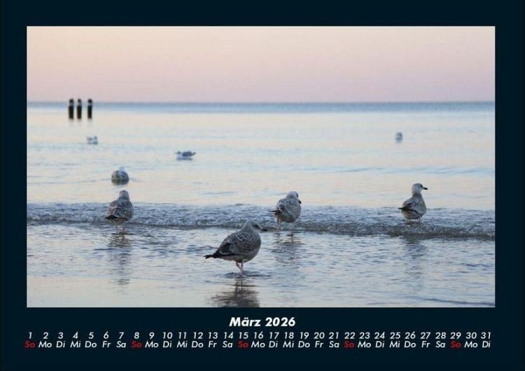 Produktbild: M&ouml;wen 2026 Fotokalender DIN A4